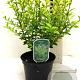 Ligustrum oval. 'Aureum' 35-40 cm 2,0L