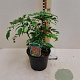 Mahonia 'Cabaret' 30-35 cm 2,0L