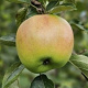 Malus d. 'Keramere' 150-175 cm 10L