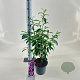 Magnolia figo 'Stellar Ruby' 40-50 cm 5,0L