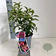 Magnolia figo 'Stellar Ruby' 40-50 cm 5,0L
