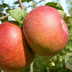 Malus d. 'Douce de l'Avant' GM 1.5