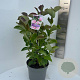Magnolia 'Pink Ice' 70-90 cm P23