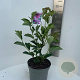 Magnolia Starburst 60-70 cm 