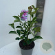 Magnolia Starburst 60-70 cm 