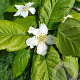 Mespilus g. 'Nottingham' halfstam 10L