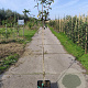 Mespilus g. 'Westerveld' 150-175 cm 10L
