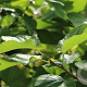 Morus nigra 'Wellington' 80-100 cm 2,0L