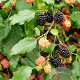 Morus rotundiloba BonBonBerry® Mojo Berry ('Matsunaga'PBR) nieuw 80-100 cm 5,0L