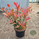 Photinia fraseri Carré Rouge 40-50 cm 5,0L