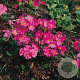 Primula rosea 'Grandiflora' GM P9