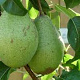 Pyrus c. 'Comtesse de Paris' 100-125 cm 7L