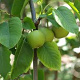 Pyrus pyrifolia 'Tama' halfstam 10L