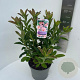 Rhododendron (AK) 'Berryrose' 40-50 cm 5,0L
