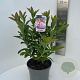 Rhododendron (AK) 'Berryrose' 40-50 cm 5,0L