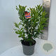 Rhododendron (AK) 'Gibraltar' 40-50 cm 5,0L