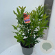 Rhododendron (AK) 'Gibraltar' 40-50 cm 5,0L