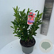 Rhododendron (AK) 'Satan' 40-50 cm 5,0L