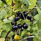 Ribes nigr. 'Öjebyn' GM 1.5