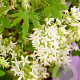 Ribes sang. 'Oregon Snowflake' GM 1.5