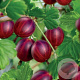 Ribes u.-c. 'Captivator' 50-60 cm C1.5