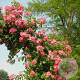 Rosa (K) 'American Pillar' 150-175 cm vierkant rond 5,5L
