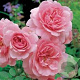 Rosa (K) Climbing Bonica 150-175 cm vierkant rond 5,5L