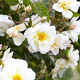 Rosa (K) 'Lykkefund' 150-175 cm vierkant rond 5,5L