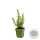 Rosmarinus officinalis GM  P11