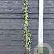Rosa (K) 'Paul's Scarlet Climber' 150-175 cm vierkant rond 5,5L