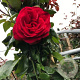 Rosa (K) Santana 150-175 cm vierkant rond 5,5L