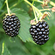 Rubus frut. Navaho Bigandearly GM 1.5