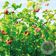 Rubus idaeus 'Polka' 50-60 cm C1.5