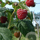 Rubus idaeus 'Tummelberry' 50-80 cm 3,0L
