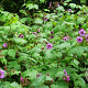Rubus odoratus 30-40 cm 3,5L