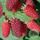 Rubus 'Tayberry' GM 1.5
