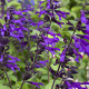 Salvia 'Amistad' GM P9 BIO