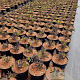 Sambucus nigra Black Beauty GM C3