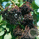 Sambucus nigra 'Haschberg' 60-70 cm 2,0L