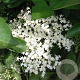 Sambucus nigra 'Sampo' GM C3