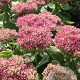 Sedum spectabile 'Hot Stuff' GM P9
