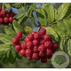 Sorbopyrus 'Alaja Krupnaja' 150-175 cm 10L