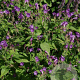 Strobilanthes rankanensis GM P9 BIO