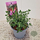 Teucrium lucidrys GM P9 BIO
