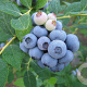 Vaccinium c. 'Duke' GM 1.5