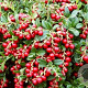 Vaccinium vitis-id. 'Red Pearl' GM 1.5
