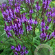 Verbena hastata GM P9 BIO