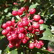 Zanthoxylum bungeanum 40-60 cm 2,0L