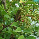 Zanthoxylum coreanum GM C3