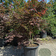 Acer pal. 'Atropurpureum' 150-175 cm 40L meerstammig